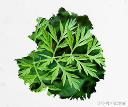 除脚气用艾草根,艾能治脚气吗