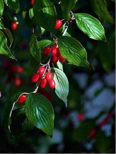 九月初九除了重阳节还是什么节日,农历九月初九是重阳节有什么习俗