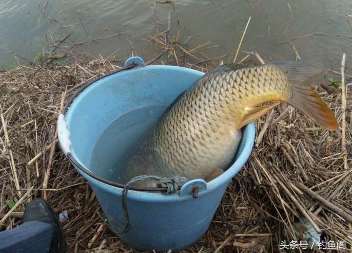 针对鲤鱼最有效的饵料,冬季鲤鱼吃什么味道的饵料