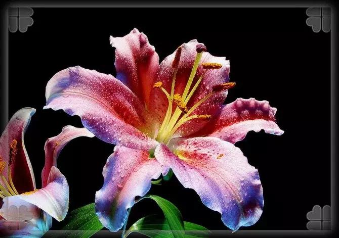 鍙ら缇庢枃鏁ｆ枃,缇庢枃鎽樻妱鍙ら鏁ｆ枃