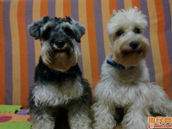 各种狗狗搞笑视频集锦,狗狗集锦