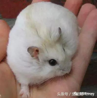 三线仓鼠和银狐仓鼠一起养可以吗,紫仓仓鼠和三线仓鼠哪个仓鼠更好