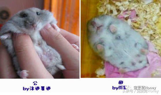 三线仓鼠和银狐仓鼠一起养可以吗,紫仓仓鼠和三线仓鼠哪个仓鼠更好