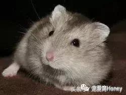 三线仓鼠和银狐仓鼠一起养可以吗,紫仓仓鼠和三线仓鼠哪个仓鼠更好