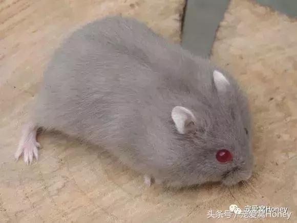 仓鼠中记忆强大的仓鼠品种,布丁仓鼠和三线仓鼠为什么会打架