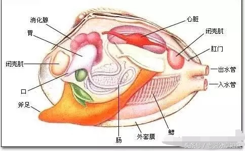 八年级上册地理生物知识,八年级上册生物知识与能力答案