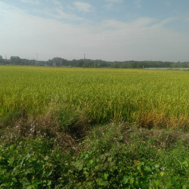 你吃过的绿色食品,你吃的大米真的健康吗