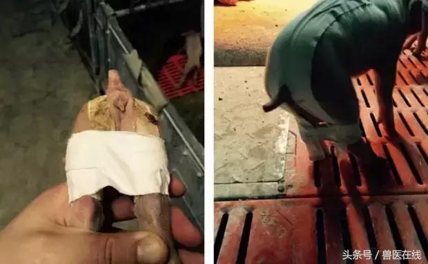 仔猪八字腿用什么胶布,仔猪腹沟疝气复位手法视频