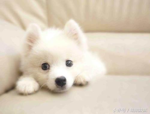 狗狗的伤口化脓怎么办，狗狗伤口化脓怎么处理