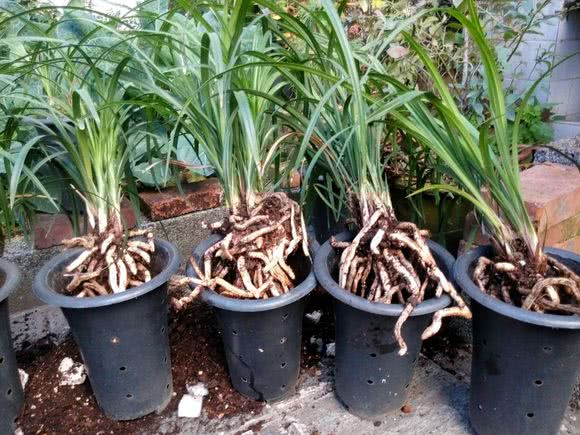 为什么网上购买兰花便宜,在市场上买兰花