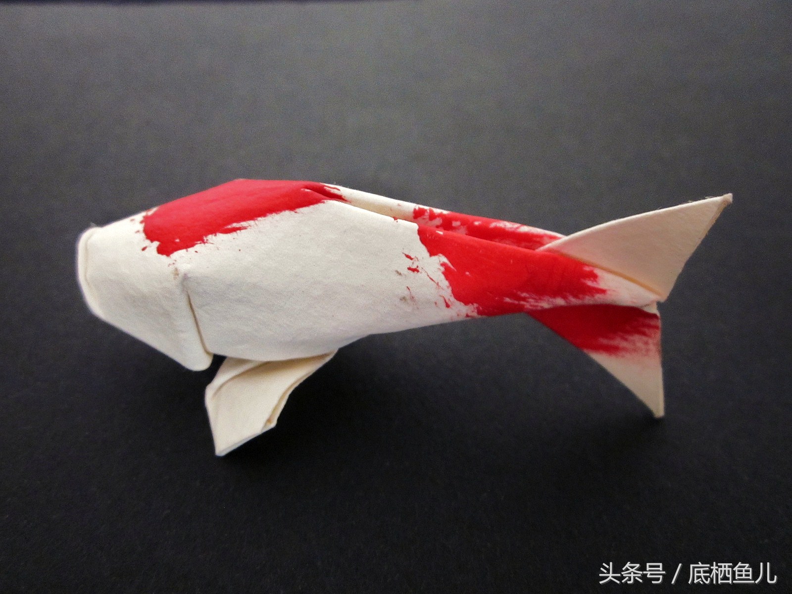 混养缸霸的利弊,不小心把鱼缸弄坏了怎么办