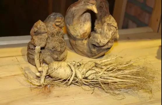 长白山鲜人参怎么吃效果最好,长白山鲜人参为什么那么便宜