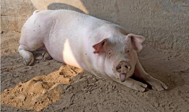 猪老是拉肚子是怎么回事,猪传染性胃肠炎和流行性腹泻区别