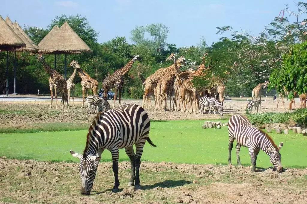 中泰青少年文化交流主题活动,中泰青少年文化艺术嘉年华