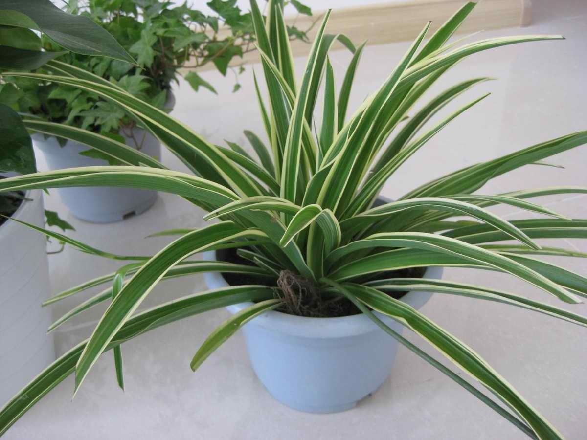 吊兰黄叶怎么补救最快方法,吊兰不断出现黄叶怎么办