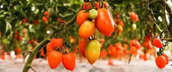 番茄联合国,番茄联合国主题园区