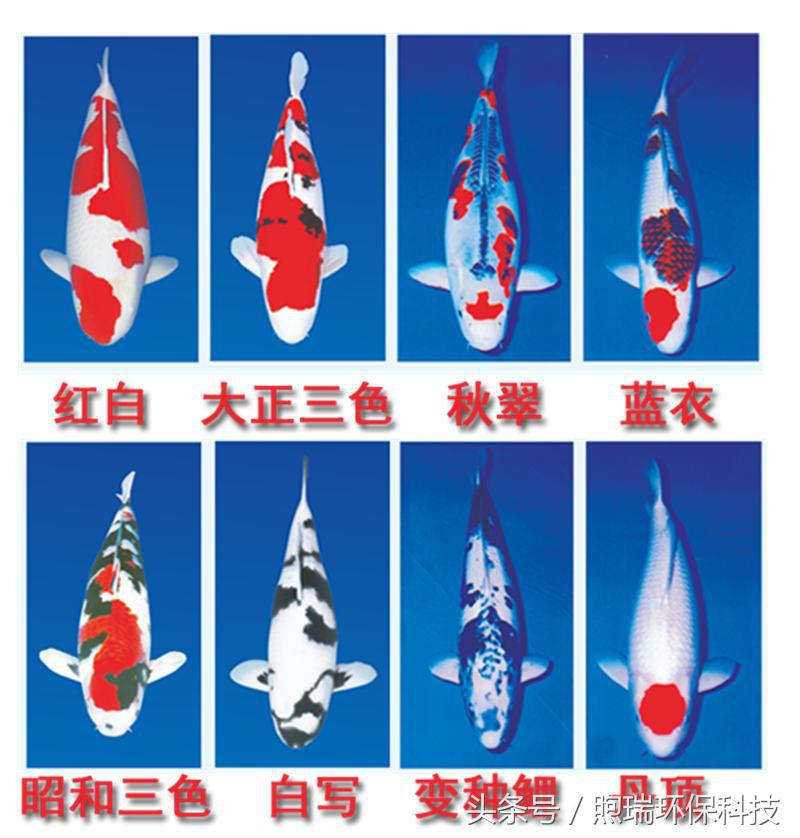 18年支付宝锦鲤是什么样子,现在还有支付宝锦鲤吗