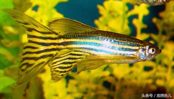 新手养互动性好的小型鱼,好养又皮实的小型鱼