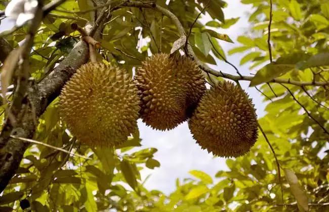 我们是怎么分辨榴莲是臭的香的,为什么有的榴莲很臭有的榴莲很香