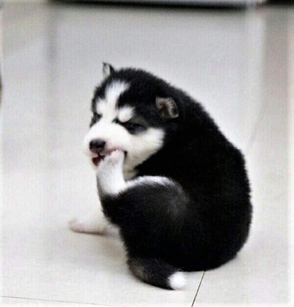 趾间炎狗狗的初期症状,狗狗趾间炎可以用曲咪新乳膏吗