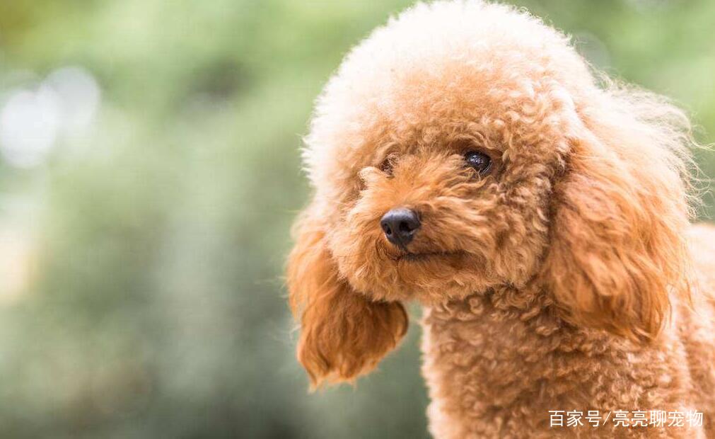 宠物狗便秘能用什么药,贵宾犬腹泻怎么治疗