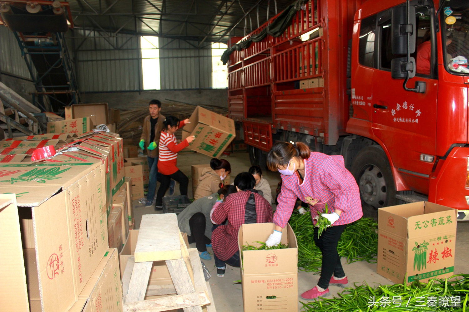 小产业引领大发展——陕西蒲城县龙池镇平头村高会学发展辣椒产业带领村民脱贫致富事迹