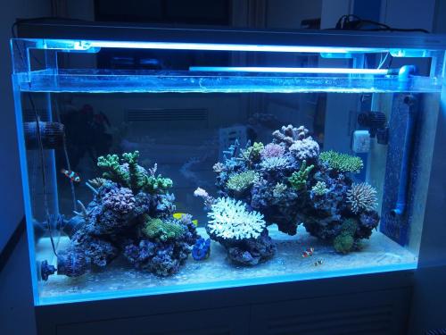 罗汉鱼缸有蛋白虫正常吗,鱼缸有蛋白虫是什么原因