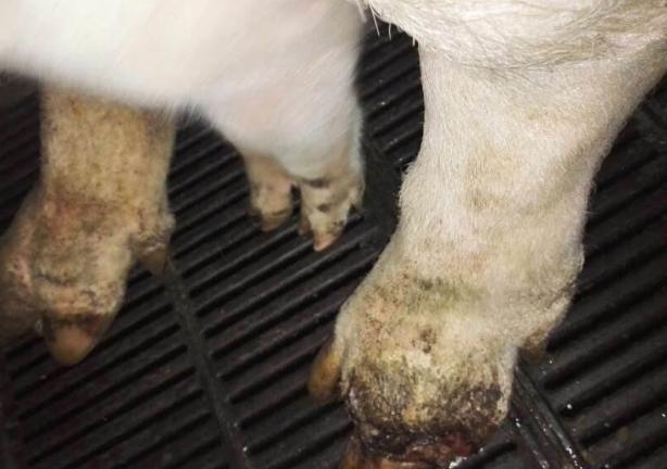 口蹄疫的预防和治疗方法,口蹄疫的预防治疗方法