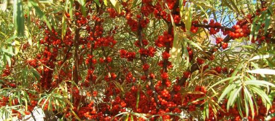 沙棘神奇的植物,沙棘到底是什么植物