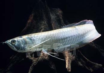 龙鱼配什么观赏鱼最好,高端观赏鱼龙鱼