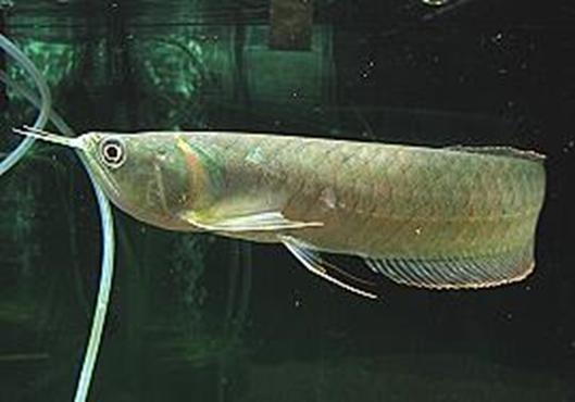 龙鱼配什么观赏鱼最好,高端观赏鱼龙鱼