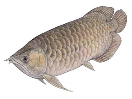 无需打氧的观赏鱼龙鱼,和龙鱼差不多的观赏鱼