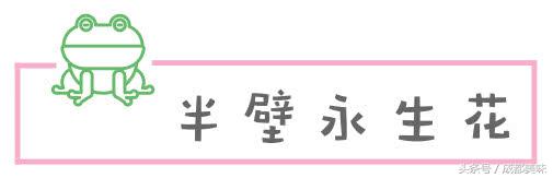 春熙路求婚后来怎么样了,春熙路大熊猫求婚完整版