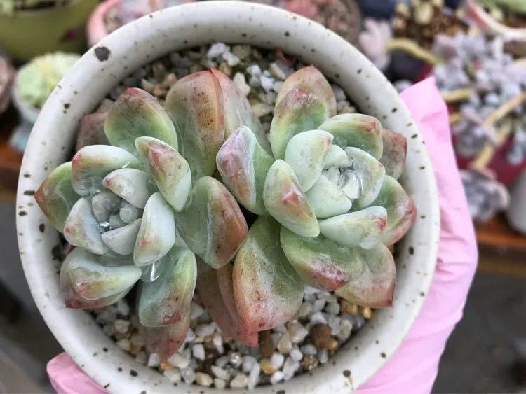 大家平时养多肉比较喜欢哪个系列,四年的养殖生涯