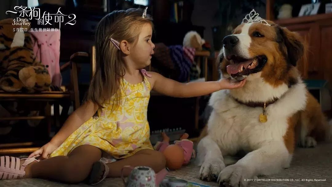 暖心治愈萌宠电影,萌宠电影超感人