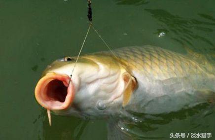 初秋野钓鱼不开口有什么解决办法,春季钓鱼鱼不开口怎么应对