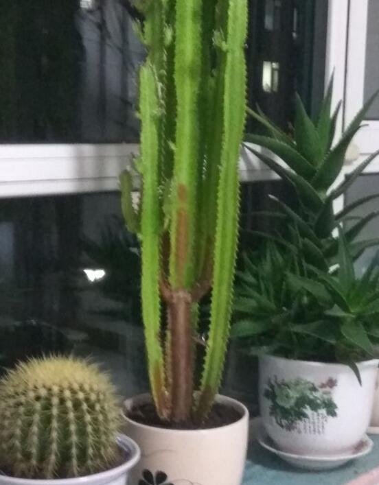 龙骨烂根最简单的处理方法,龙骨烂根可以用香灰消毒吗