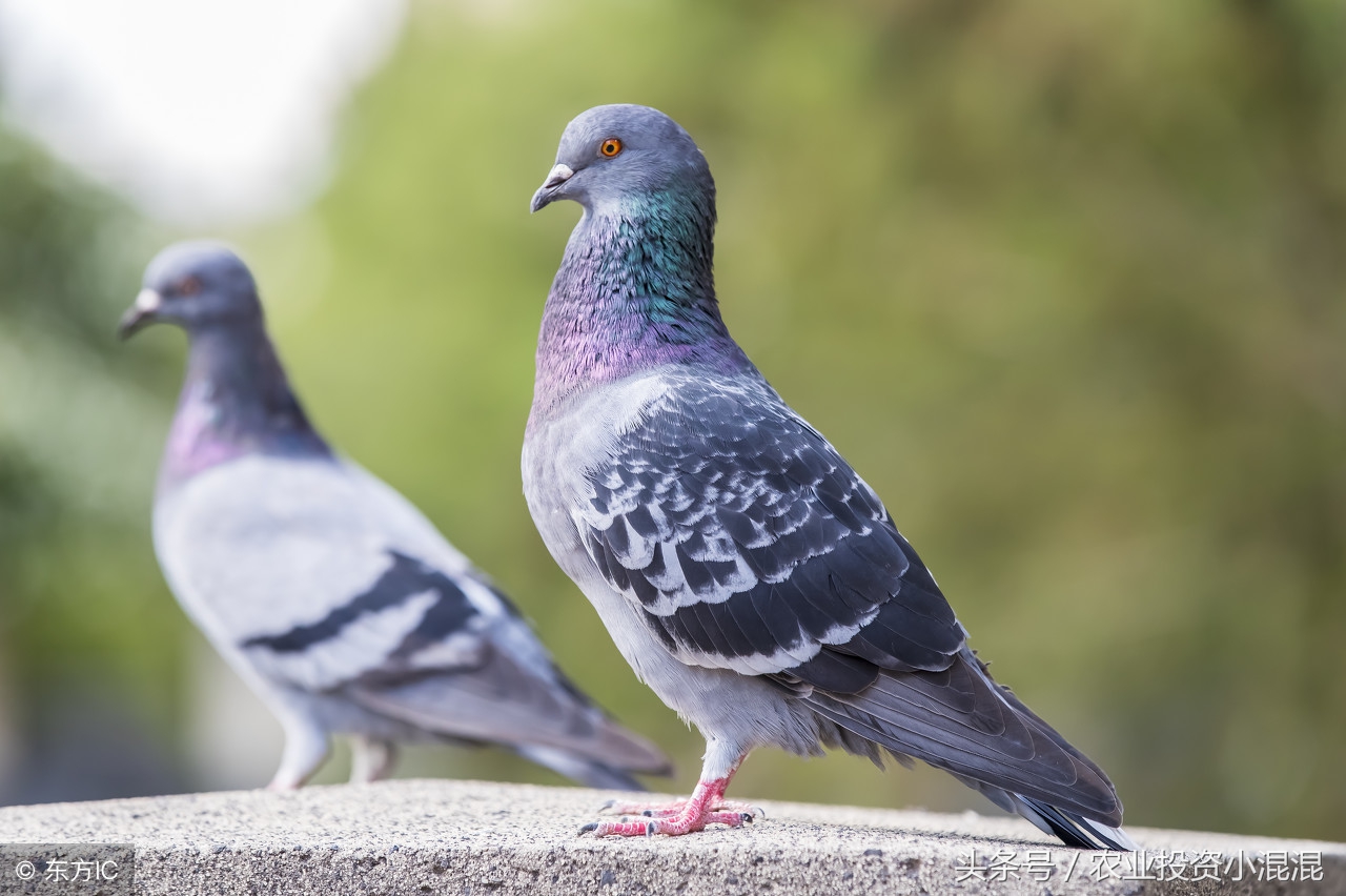 养殖肉鸽赚钱吗现在,养殖肉鸽的经济效益