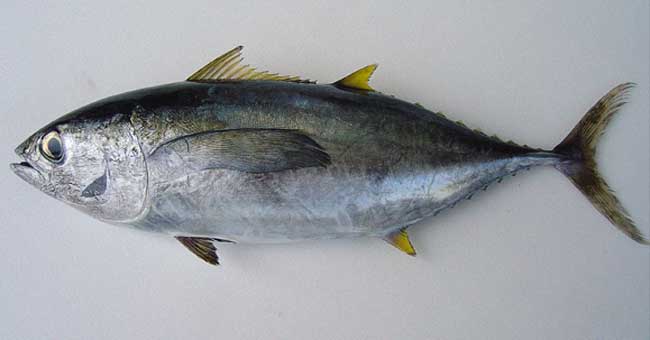 金枪鱼所有品种解说,金枪鱼低温保存小知识