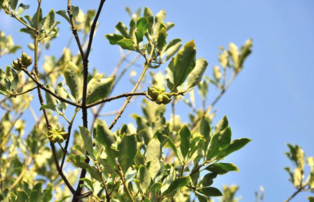 种植价值高的香料植物,农村十大香料根茎植物