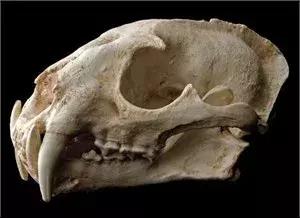 梦醒时分中国好歌曲,梦醒时分云南完整版