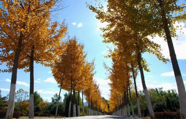 去一些风景美的地方,又到了欣赏银杏的季节治愈系风景