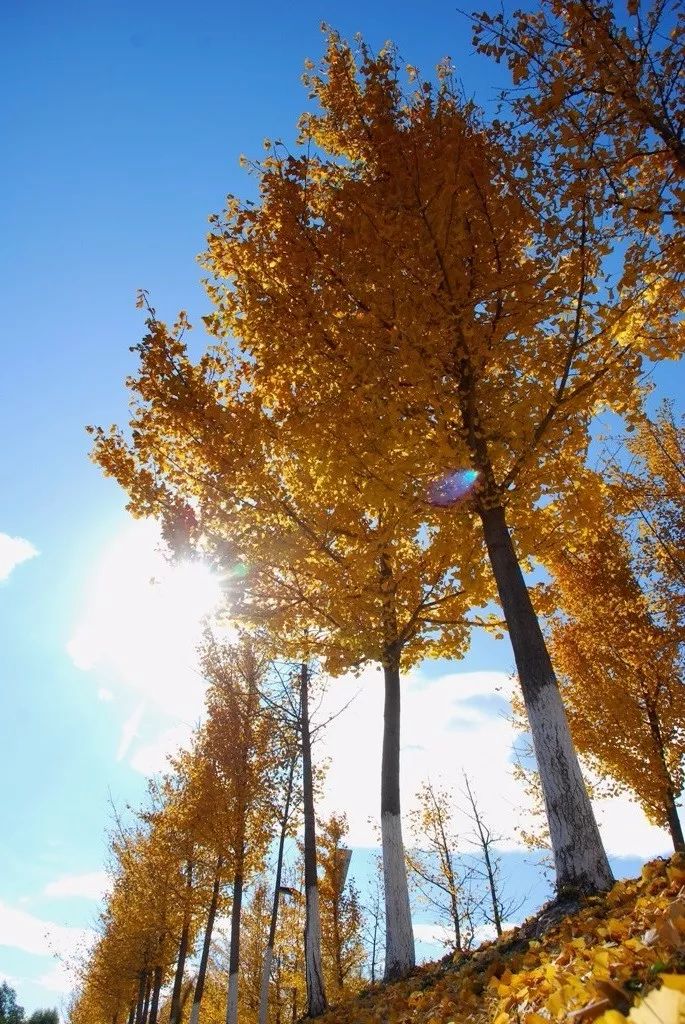 去一些风景美的地方,又到了欣赏银杏的季节治愈系风景