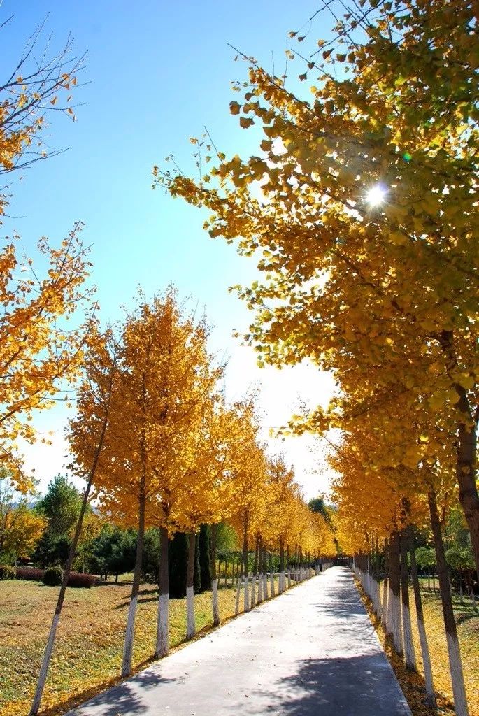 去一些风景美的地方,又到了欣赏银杏的季节治愈系风景