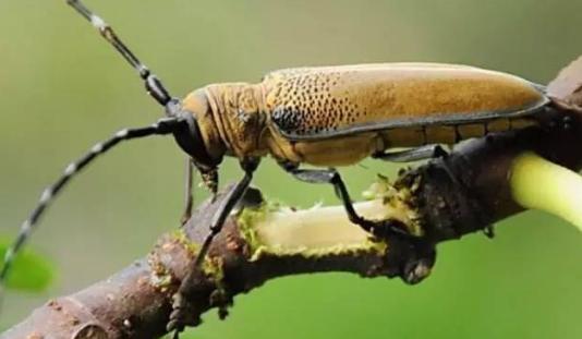 柑橘树用阿立卡如何预防天牛,柑橘树干被天牛咬后怎么处理