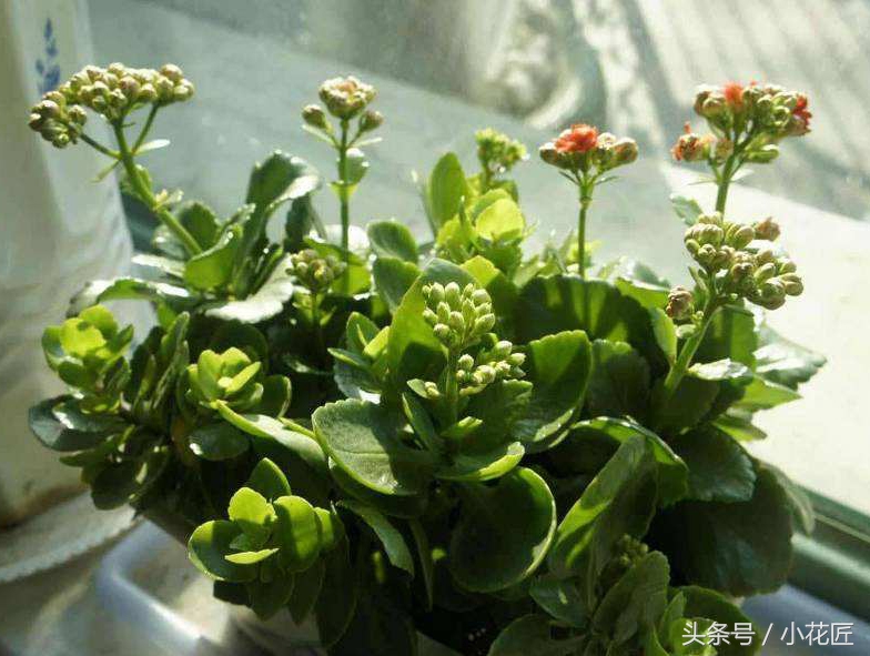 长寿花小宫灯叶片黑斑一碰就掉,长寿花叶片有黑斑可以用戊唑醇吗