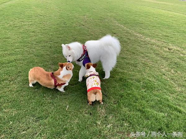 秋天妈妈带萨摩耶去草场玩，软糖和柯基玩嗨直接累趴，软糖：腿短