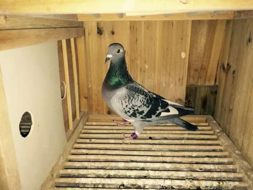 赛鸽常见病大全快快来收藏,赛鸽常见病不可不看的小妙招