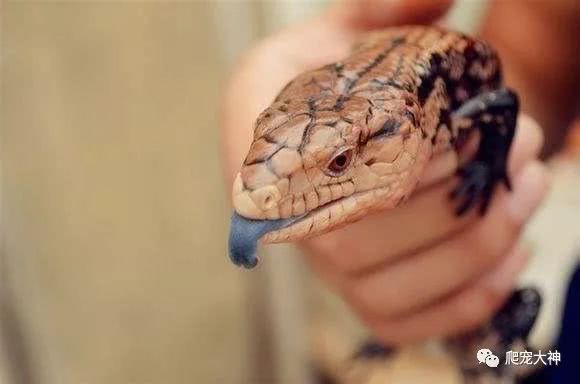 爬宠蓝舌石龙子,爬宠蓝舌石龙子推荐