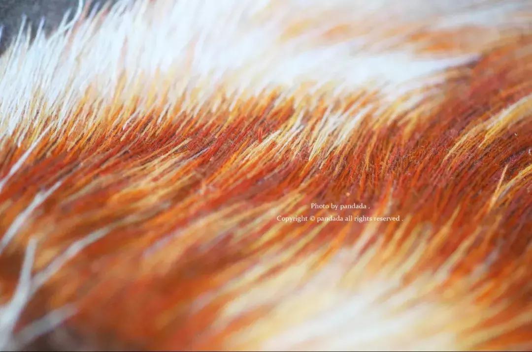 她用中国刺绣惊艳世界,她用一幅中国刺绣便惊艳了世界